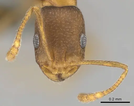 Monomorium damarense specimen CASENT0258370 image casent0258370_3