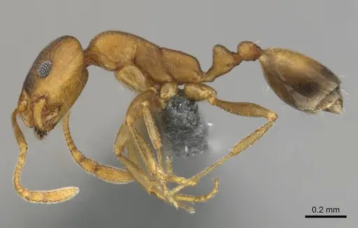 Monomorium damarense specimen CASENT0258370 image casent0258370_4