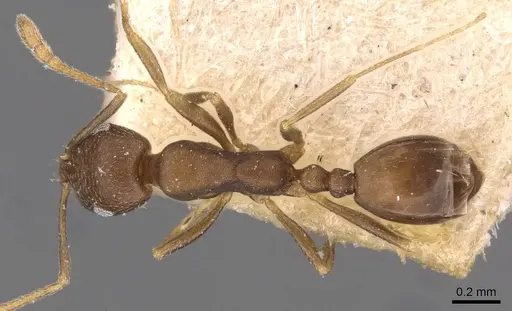 Monomorium damarense specimen CASENT0908736 image casent0908736_1