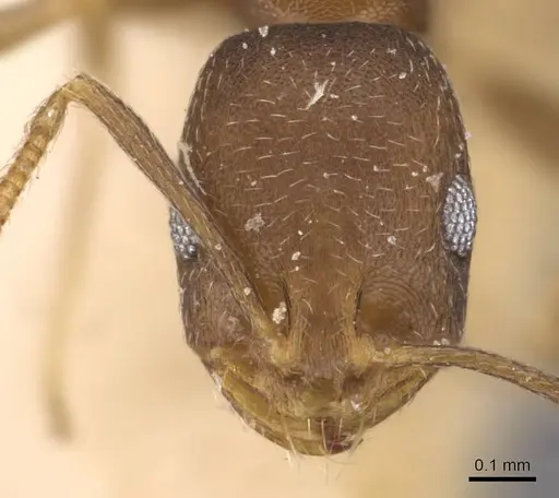 Monomorium damarense specimen CASENT0908736 image casent0908736_2