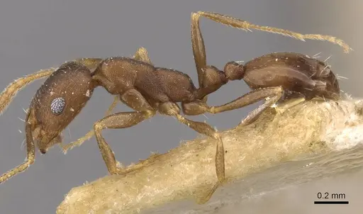 Monomorium damarense specimen CASENT0908736 image casent0908736_3