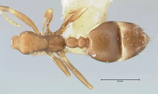 Monomorium damarense specimen FOCOL1734 image focol1734_1