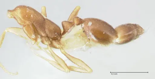 Monomorium damarense specimen FOCOL1734 image focol1734_2