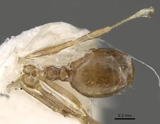 Monomorium dammame specimen CASENT0922331 image casent0922331_1
