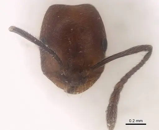 Monomorium dammame specimen CASENT0922331 image casent0922331_2