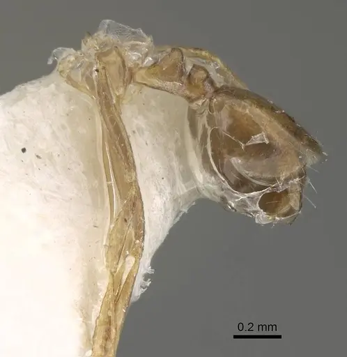 Monomorium dammame specimen CASENT0922331 image casent0922331_3
