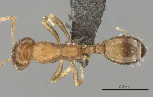 Monomorium delagoense specimen CASENT0235916 image casent0235916_1