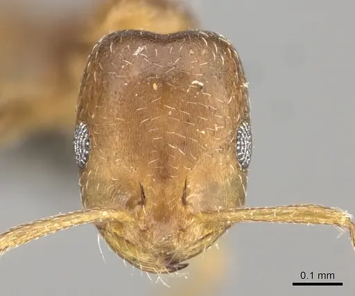 Monomorium delagoense specimen CASENT0235916 image casent0235916_2