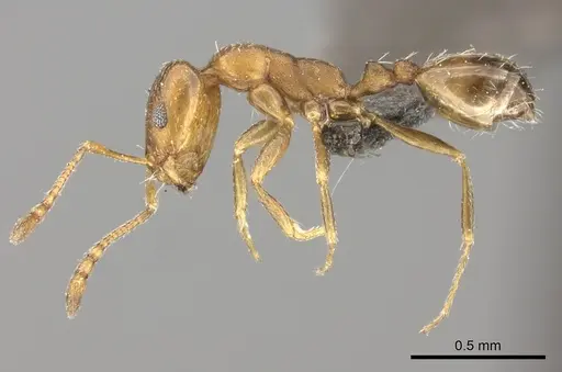 Monomorium delagoense specimen CASENT0235916 image casent0235916_3