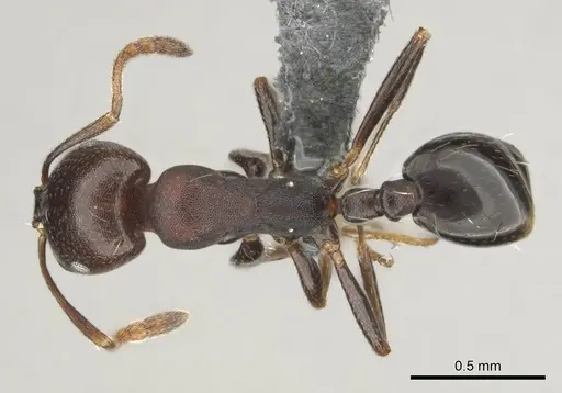 Monomorium delagoense specimen CASENT0252688 image casent0252688_1