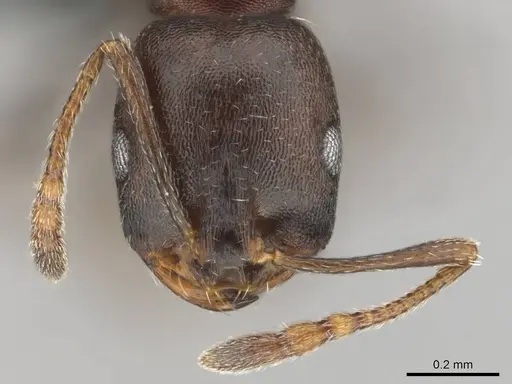 Monomorium delagoense specimen CASENT0252688 image casent0252688_2