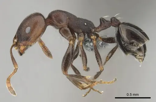 Monomorium delagoense specimen CASENT0252688 image casent0252688_3