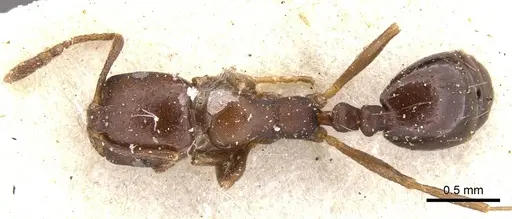 Monomorium delagoense specimen CASENT0902196 image casent0902196_1