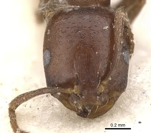 Monomorium delagoense specimen CASENT0902196 image casent0902196_2