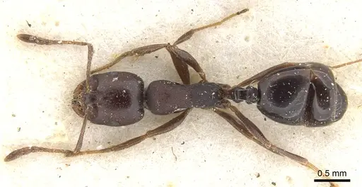 Monomorium delagoense specimen CASENT0902197 image casent0902197_1