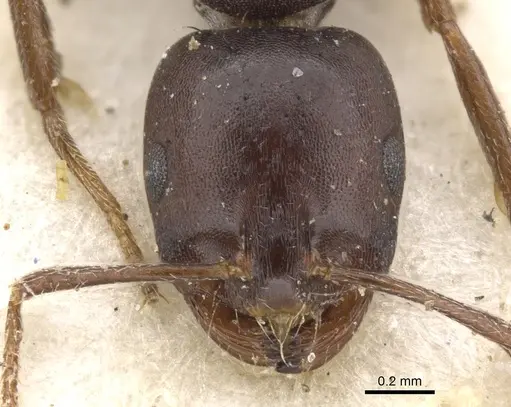 Monomorium delagoense specimen CASENT0902197 image casent0902197_2