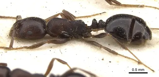Monomorium delagoense specimen CASENT0902197 image casent0902197_3