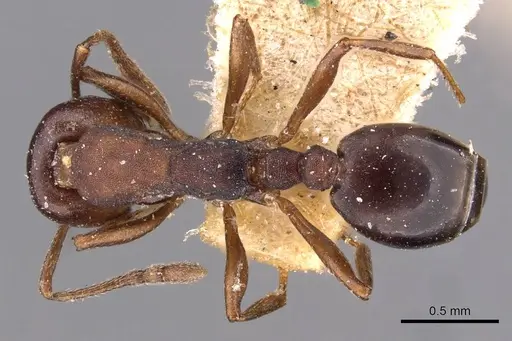 Monomorium delagoense specimen CASENT0908737 image casent0908737_1