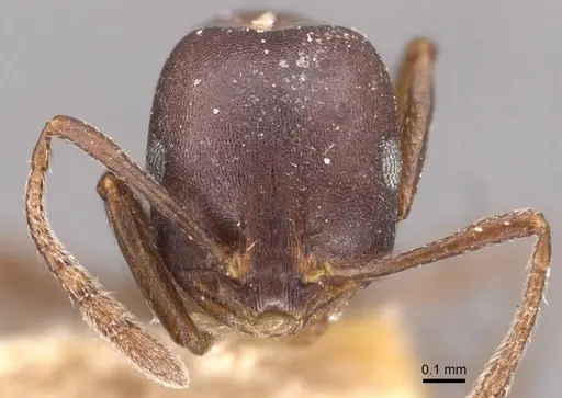 Monomorium delagoense specimen CASENT0908737 image casent0908737_2