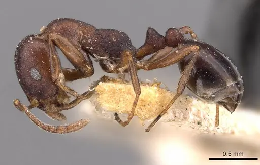 Monomorium delagoense specimen CASENT0908737 image casent0908737_3