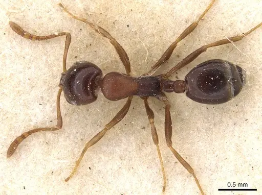 Monomorium delagoense specimen CASENT0908738 image casent0908738_1