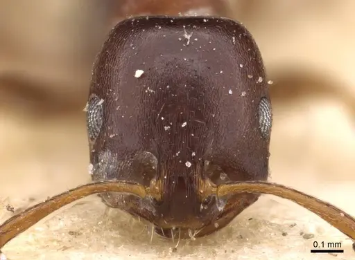 Monomorium delagoense specimen CASENT0908738 image casent0908738_2