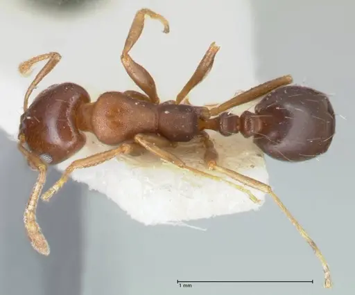 Monomorium delagoense specimen FOCOL1740 image focol1740_1