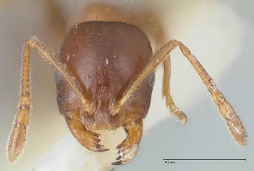 Monomorium delagoense specimen FOCOL1740 image focol1740_2