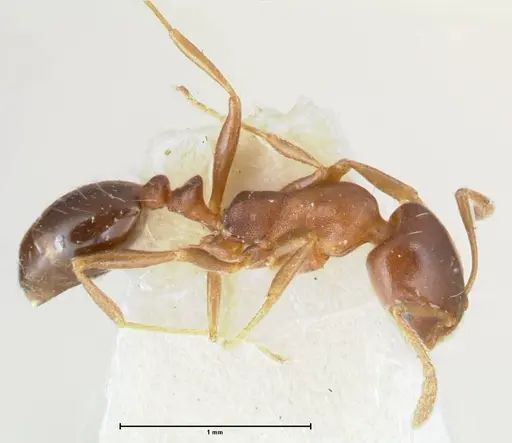 Monomorium delagoense specimen FOCOL1740 image focol1740_3