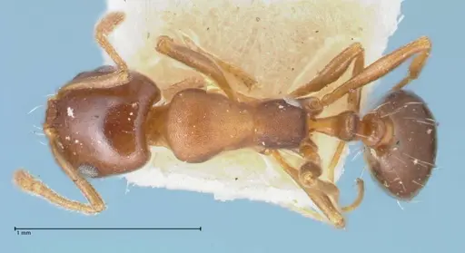 Monomorium delagoense specimen FOCOL1741 image focol1741_1