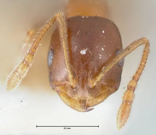 Monomorium delagoense specimen FOCOL1741 image focol1741_2