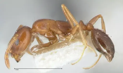 Monomorium delagoense specimen FOCOL1741 image focol1741_3