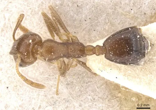 Monomorium demisum specimen CASENT0913805 image casent0913805_1