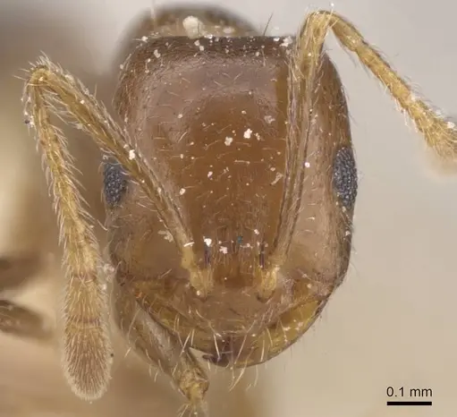 Monomorium demisum specimen CASENT0913805 image casent0913805_2
