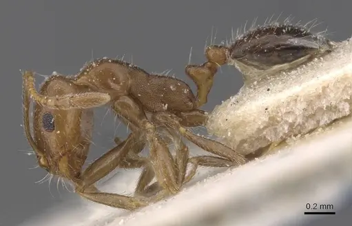 Monomorium demisum specimen CASENT0913805 image casent0913805_3