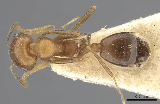 Monomorium demisum specimen CASENT0917000 image casent0917000_1