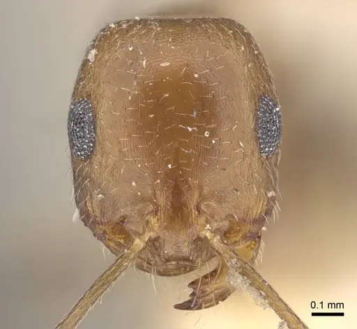 Monomorium demisum specimen CASENT0917000 image casent0917000_2