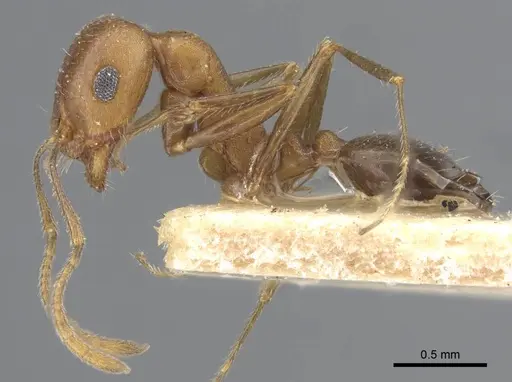 Monomorium demisum specimen CASENT0917000 image casent0917000_3