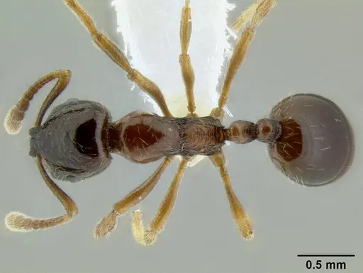 Monomorium denticulatum specimen CASENT0106208 image casent0106208_1