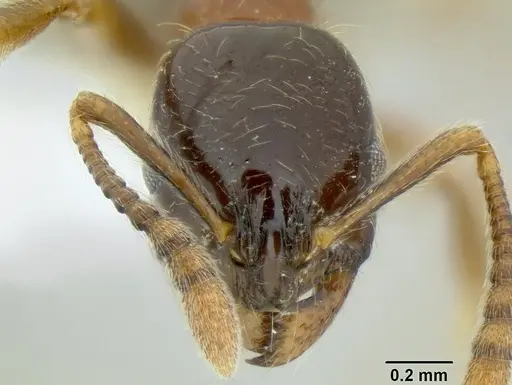 Monomorium denticulatum specimen CASENT0106208 image casent0106208_2