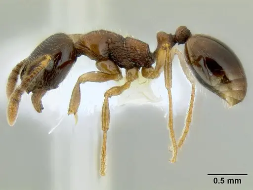 Monomorium denticulatum specimen CASENT0106208 image casent0106208_3