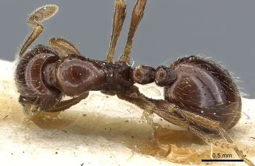 Monomorium denticulatum specimen CASENT0904574 image casent0904574_1