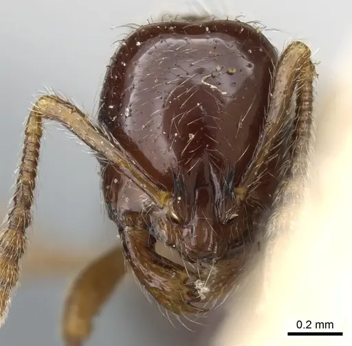 Monomorium denticulatum specimen CASENT0904574 image casent0904574_2