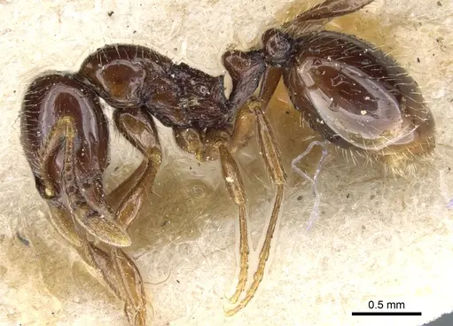 Monomorium denticulatum specimen CASENT0904574 image casent0904574_3