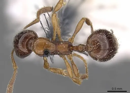 Monomorium denticulatum specimen CASENT0908670 image casent0908670_1
