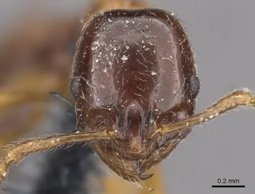 Monomorium denticulatum specimen CASENT0908670 image casent0908670_2