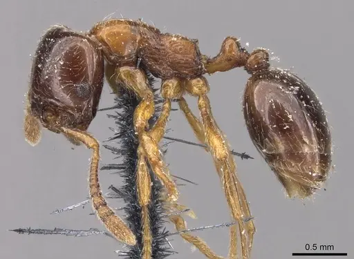 Monomorium denticulatum specimen CASENT0908670 image casent0908670_3