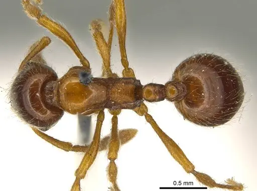 Monomorium denticulatum specimen CASENT0916022 image casent0916022_1