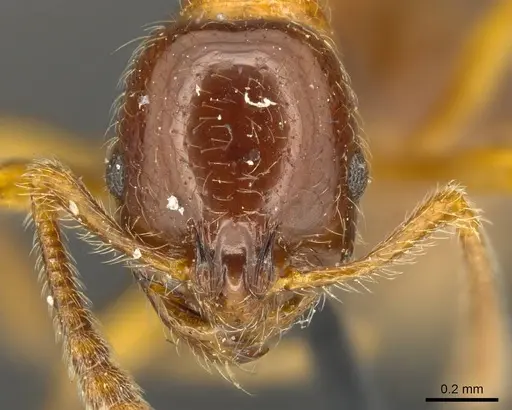 Monomorium denticulatum specimen CASENT0916022 image casent0916022_2