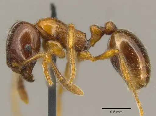 Monomorium denticulatum specimen CASENT0916022 image casent0916022_3